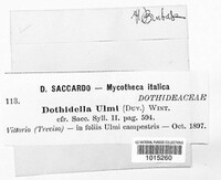 Dothidella ulmi image